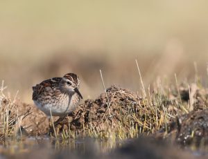 Long-toed Stint, 长趾滨鹬, Calidris subminuta-gallery-