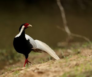 Silver Pheasant, 白鹇, Lophura nycthemera-gallery-