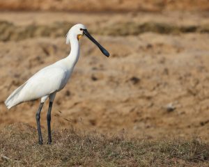 Eurasian Spoonbill, 白琵鹭, Platalea leucorodia-gallery-