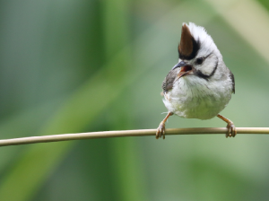 Taiwan Yuhina, 愒头风鹛, Yuhina brunneiceps-gallery-