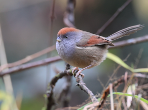 Ashy-throated Parrotbill, 灰喉鸦雀, Sinosuthora alphonsiana-gallery-