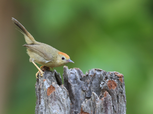 Rufous-capped Babbler, 红头穗鹛, Stachyridopsis ruficeps-gallery-