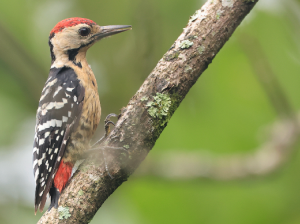 Streak-breasted Woodpecker, 斑胸绿啄木鸟, Picus viridanus-gallery-