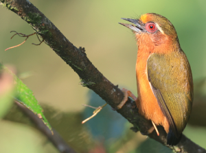 White-browed Piculet, 白眉棕啄木鸟, Sasia ochracea-gallery-