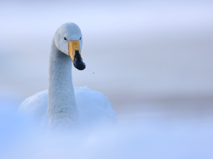 Whooper Swan, 大天鹅, Cygnus cygnus-gallery-