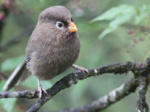 Three-toed Parrotbill, 三趾鸦雀, Cholornis paradoxus-gallery-