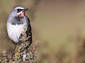 Chinese Rubythroat-gallery-