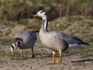 Bar-headed Goose, 斑头雁, Anser indicus-gallery-