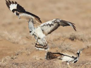 MacQueen’s Bustard, 波斑鸨, Chlamydotis macqueenii-gallery-