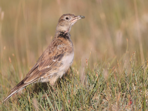 Tibetan Lark, 长嘴百灵, Melanocorypha maxima-gallery-