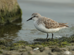 Red-necked Stint, 红颈滨鹬, Calidris ruficollis-gallery-