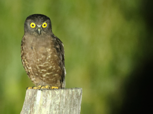 Hume’s Hawk Owl, 休氏鹰鸮, Ninox obscura-gallery-