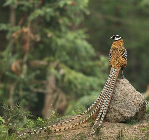 Reeves’ Pheasant, 白冠长尾雉, Syrmaticus reevesii-gallery-