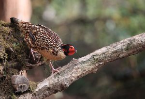 Cabot’s Tragopan, 黄腹角雉, Tragopan caboti-gallery-