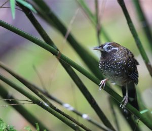 White-speckled Laughingthrush, 白点噪鹛, Ianthocincla bieti-gallery-