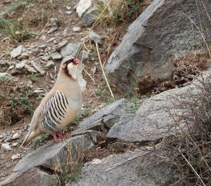 Przevalski’s Partridge, 大石鸡, Alectoris magna-gallery-