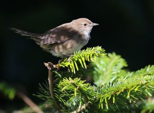 Taiwan Bush Warbler, 台湾短翅莺, Locustella alishanensis-gallery-