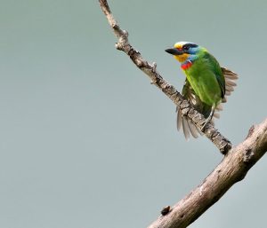 Taiwan Barbet, 台湾拟啄木鸟, Psilopogon nuchalis-gallery-