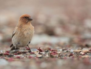 Sillem’s Rosefinch, 褐头岭雀, Carpodacus sillemi-gallery-