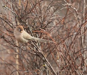 Spectacled Parrotbill, 白眶鸦雀, Sinosuthora conspicillata-gallery-