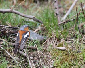 Przevalski’s Redstart, 贺兰山红尾鸲, Phoenicurus alaschanicus-gallery-