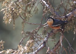 Przevalski’s Nuthatch, 白脸䴓, Sitta przewalskii-gallery-