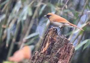 Buffy Laughingthrush, 棕噪鹛, Pterorhinus berthemyi-gallery-