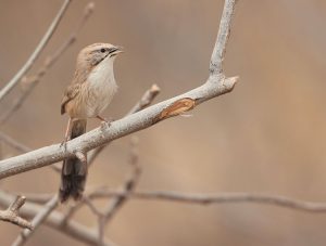 Tarim Babbler, 西域山鹛, Rhopophilus albosuperciliaris-gallery-