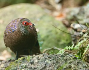 Hainan Peacock-Pheasant, 海南孔雀雉, Polyplectron katsumatae-gallery-