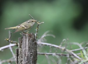 Gansu Leaf Warbler, 甘肃柳莺, Phylloscopus kansuensis-gallery-