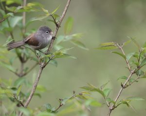 Grey-hooded Parrotbill, 暗色鸦雀, Sinosuthora zappeyi-gallery-