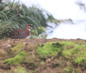 Sichuan Partridge, 四川山鹧鸪, Arborophila rufipectus-gallery-