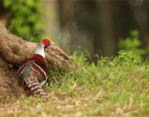 Elliot’s Pheasant, 白颈长尾雉, Syrmaticus ellioti-gallery-