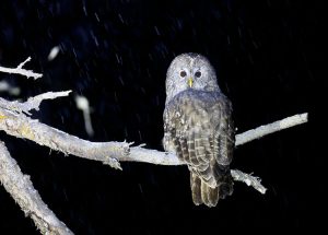 Pere David’s Owl, 四川林鸮, Strix davidi-gallery-