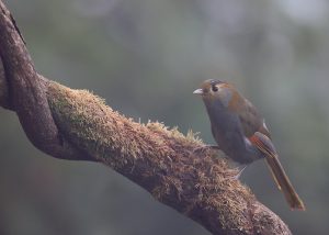 Emei Shan Liocichla, 灰胸薮鹛, Liocichla omeiensis-gallery-