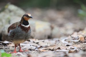 White-necklaced Partridge, 白眉山鹧鸪, Arborophila gingica-gallery-