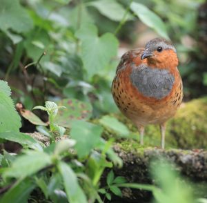 Chinese Bamboo Partridge, 灰胸竹鸡, Bambusicola thoracicus-gallery-