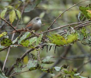 Rufous-tailed Babbler, 宝兴鹛雀, Moupinia poecilotis-gallery-