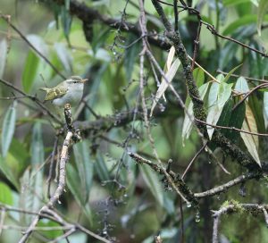 Emei Leaf Warbler, 峨眉柳莺, Phylloscopus emeiensis-gallery-