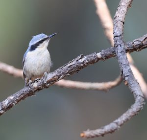 Yunnan Nuthatch, 滇䴓, Sitta yunnanensis-gallery-