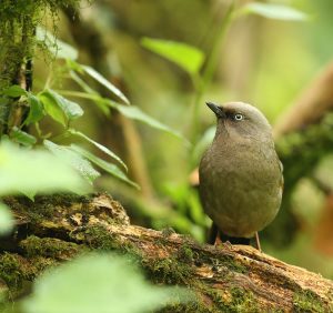 Elliot’s Laughingthrush, 橙翅噪鹛, Trochalopteron elliotii-gallery-