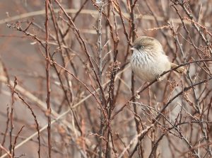 Chinese Fulvetta, 高山雀鹛, Fulvetta striaticollis-gallery-