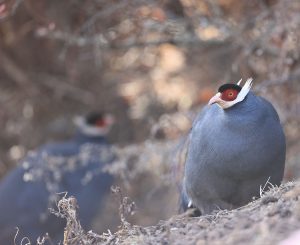 Blue Eared Pheasant, 蓝马鸡, Crossoptilon auritum-gallery-