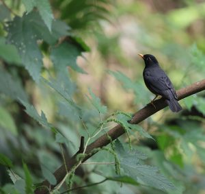 Chinese Blackbird, 乌鸫, Turdus mandarinus-gallery-