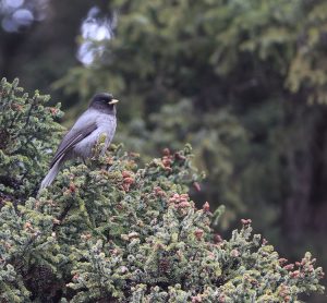 Sichuan Jay, 黑头噪鸦, Perisoreus internigrans-gallery-