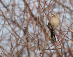 Plain Laughingthrush, 山噪鹛, Pterorhinus davidi-gallery-