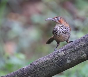 Grey-sided Scimitar Babbler, 华南斑胸钩嘴鹛, Pomatorhinus swinhoei-gallery-