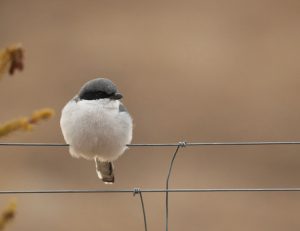 Giant Grey Shrike, 灰背伯劳, Lanius giganteus-gallery-