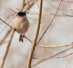 Silver-throated Bushtit, 银喉长尾山雀, Aegithalos glaucogularis-gallery-