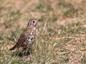 Chinese Thrush, 宝兴歌鸫, Turdus mupinensis-gallery-